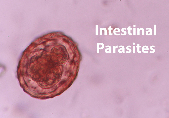 Intestinal Parasites Facts And Prevention Brookfield Animal Hospital