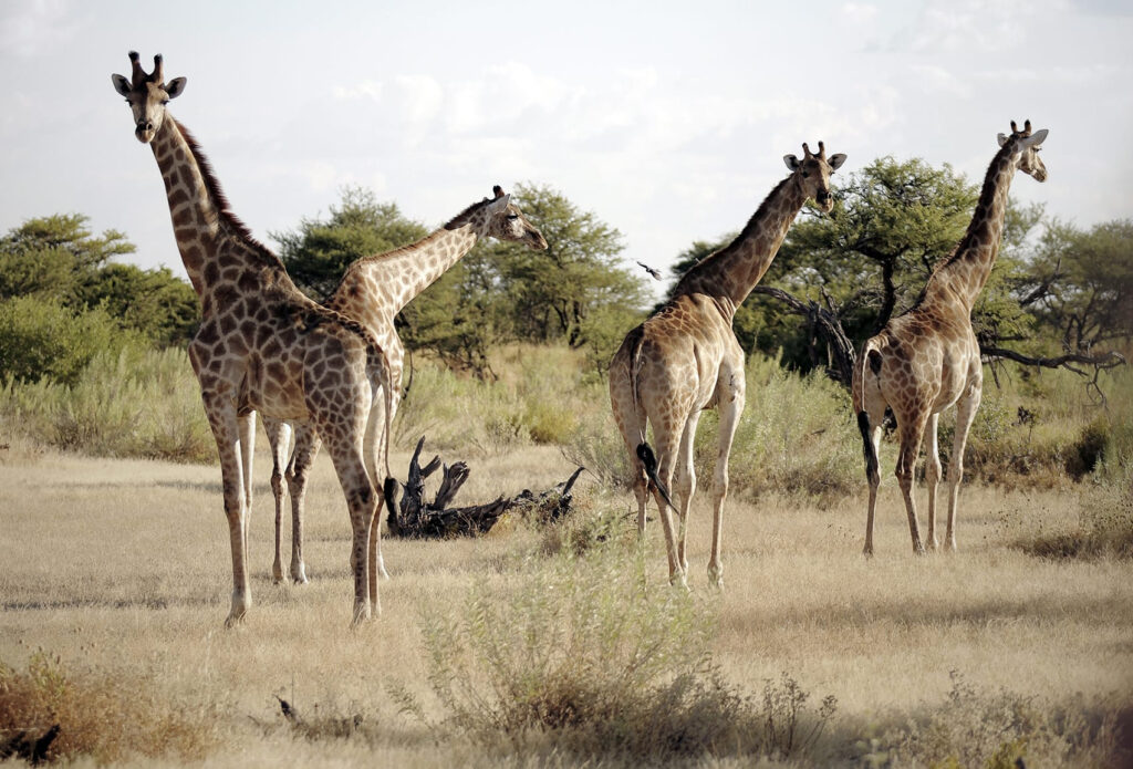 Namibia Safari Rovos Rail