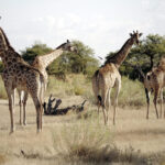 Namibia Safari Rovos Rail