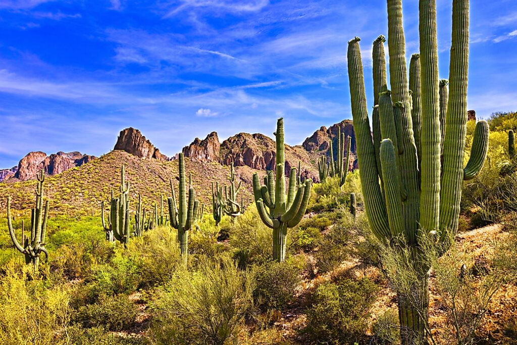 Saguaro Cactus Unique Fauna Of North America WorldAtlas