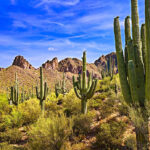 Saguaro Cactus Unique Fauna Of North America WorldAtlas