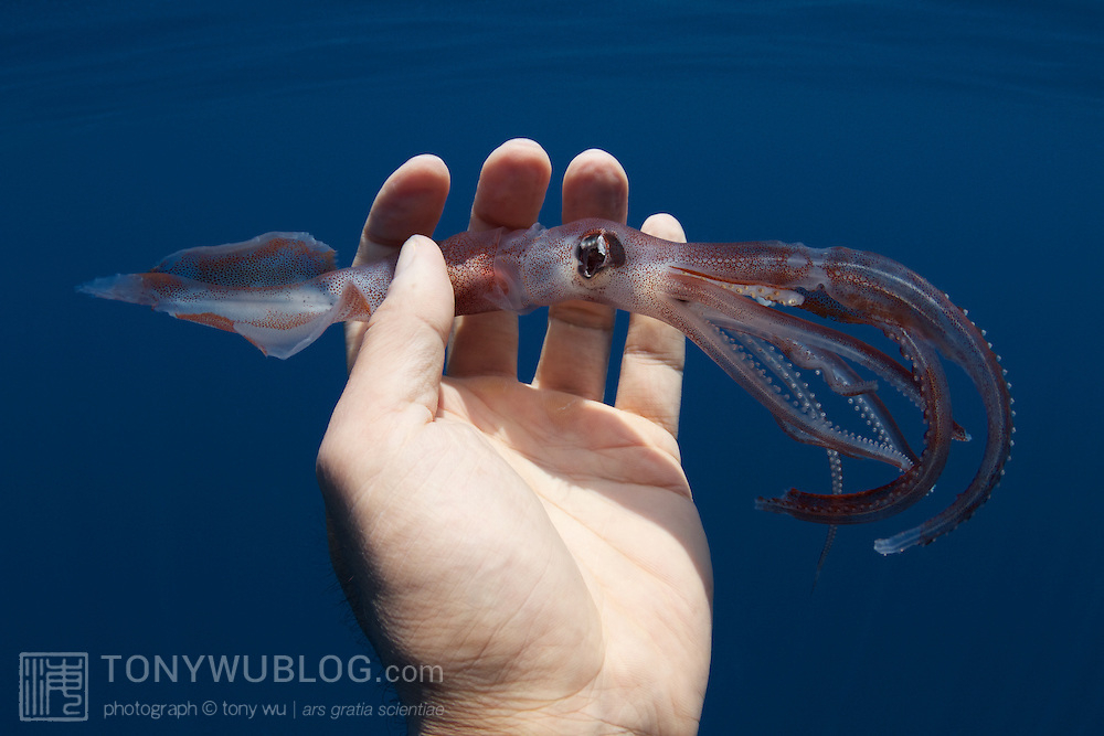 Whiplash Squid Dropped By Sperm Whale In Waters Around Sri Lanka Tony 